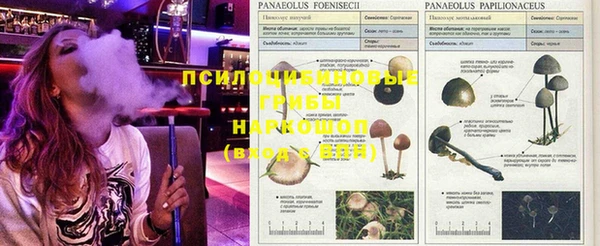 трава Корсаков
